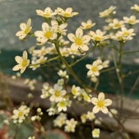 Saxifraga  'Doctor Clay'